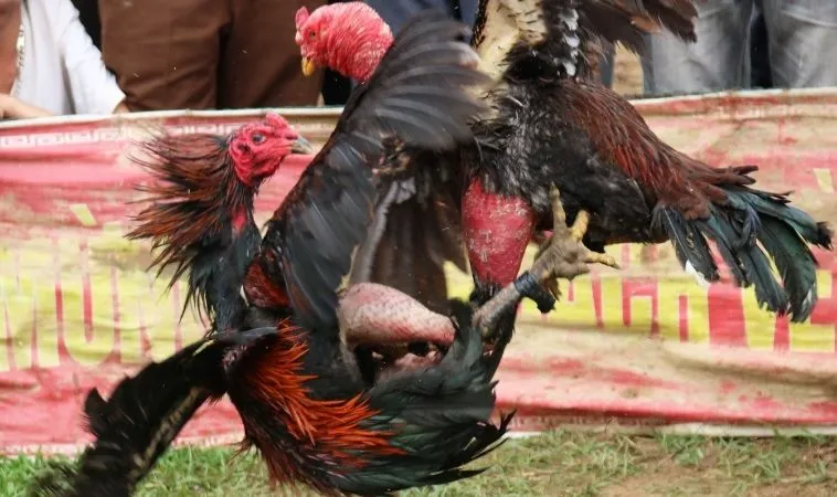 Sảnh Đá Gà 12Bet quy tụ nhiều chiến kê dũng mãnh